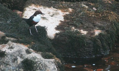 Bird Watching In Ilkley By Mark Hockey