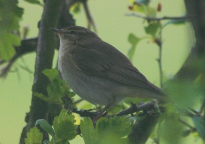 Bird Watching In Ilkley By Mark Hockey