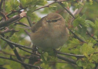 Bird Watching In Ilkley By Mark Hockey