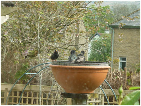 Garden Birds in Hot, Dry Weather