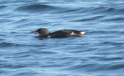 Brunnich' Guillemot, Portland Bay, Dorset.