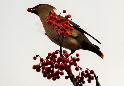 Waxwings in Blackburn