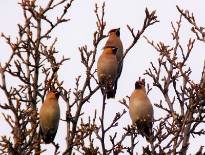 Waxwings in Blackburn