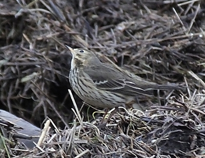 Buff-Bellied Pipit and Siberian Chiffchaff in the North West