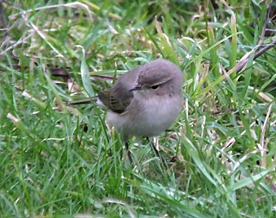 Buff-Bellied Pipit and Siberian Chiffchaff in the North West