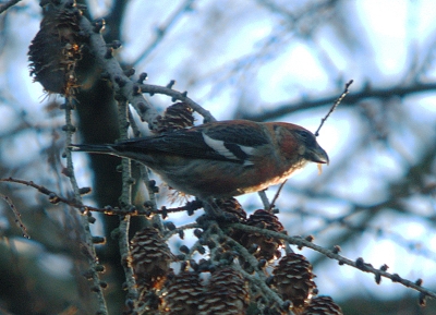 Two-barred Crossbills