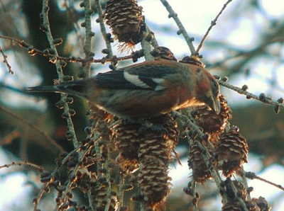 Two-barred Crossbills