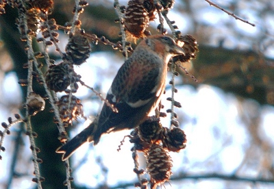 Two-barred Crossbills