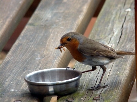 Special Treats For You Special Birds