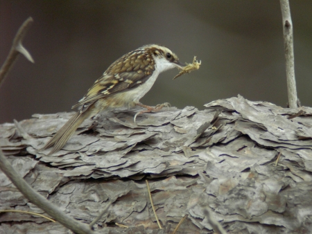 Treecreeper with nesting material