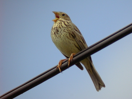 Singing male Corn Bunting