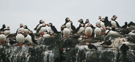 A Northumberland Bird Watching Experience