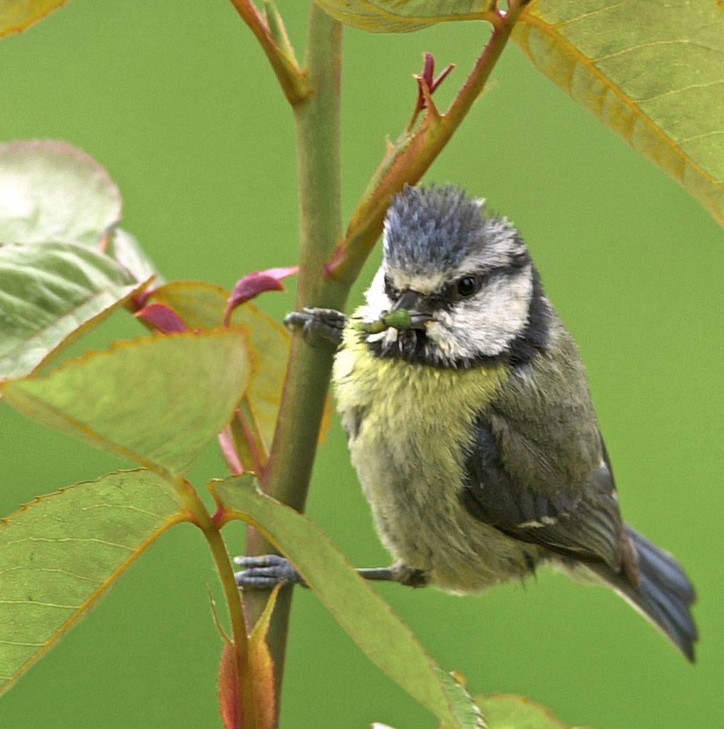 Blue Tit Grub