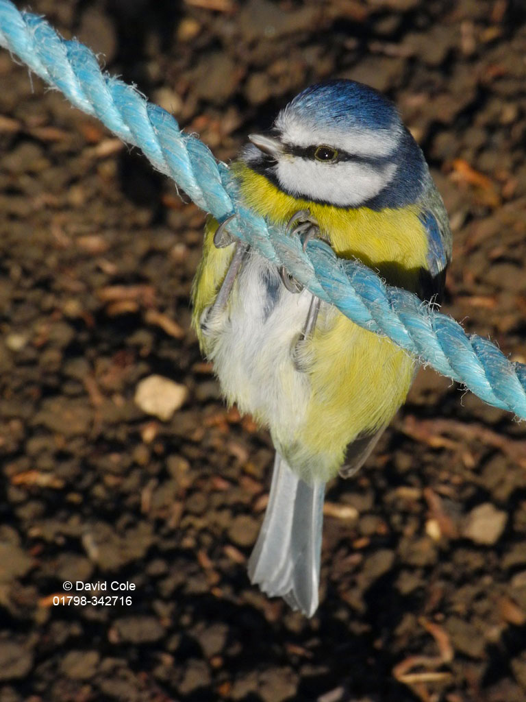 Blue Tit