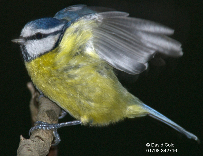 Blue Tit Windy