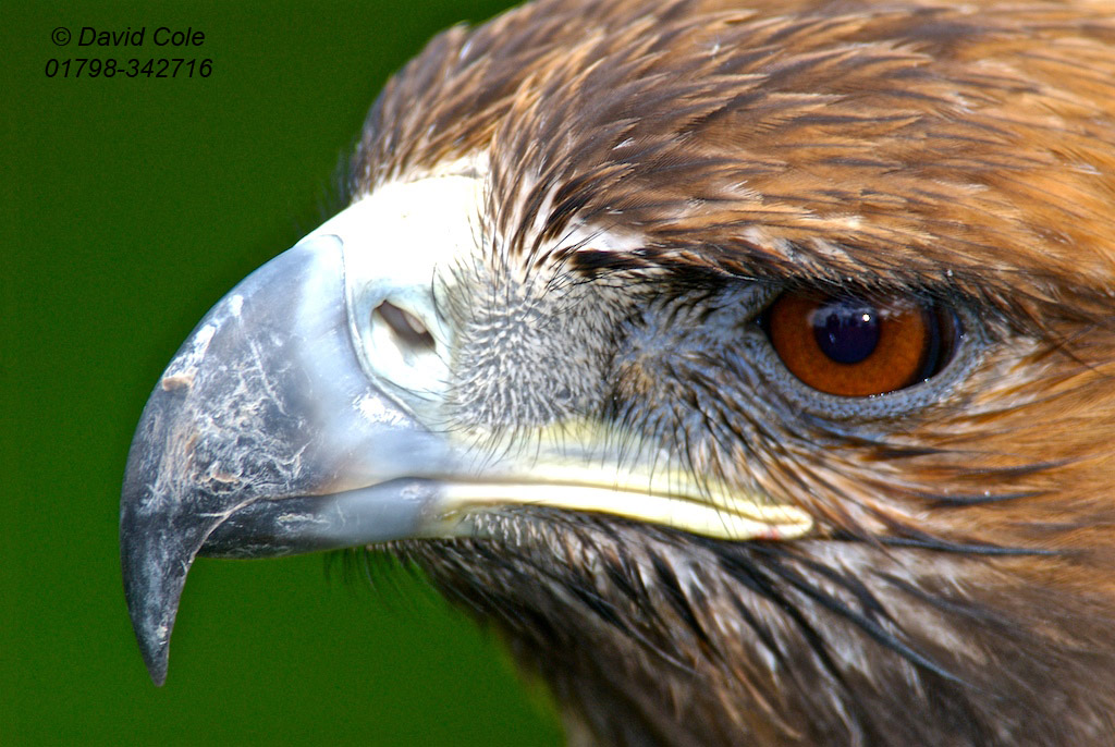 Buzzard