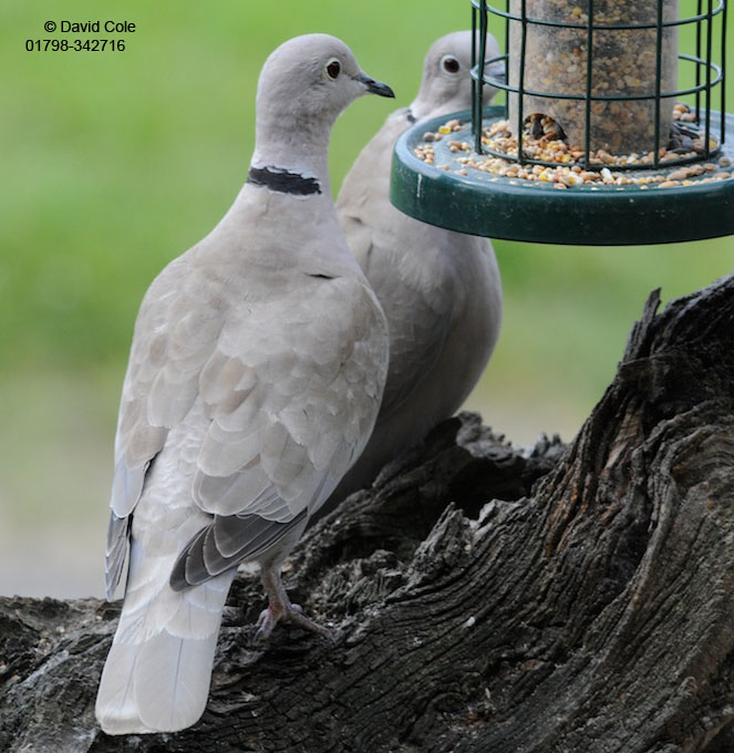 Collared Dove