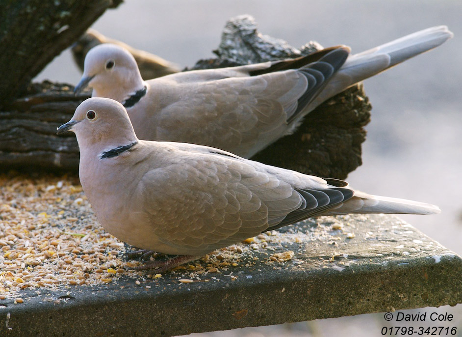 Collared Dove