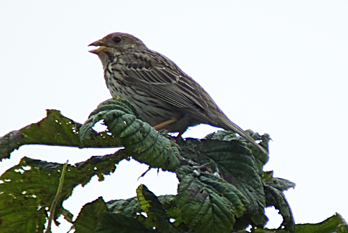 Corn Bunting