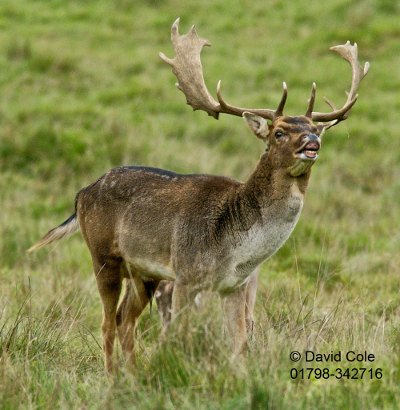 Deer Watching