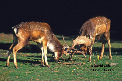 Deer Watching