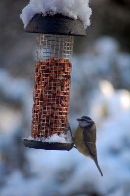 Feeding Wild Birds