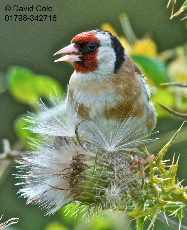 goldfinch