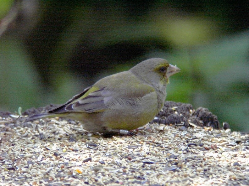 Chaffinch