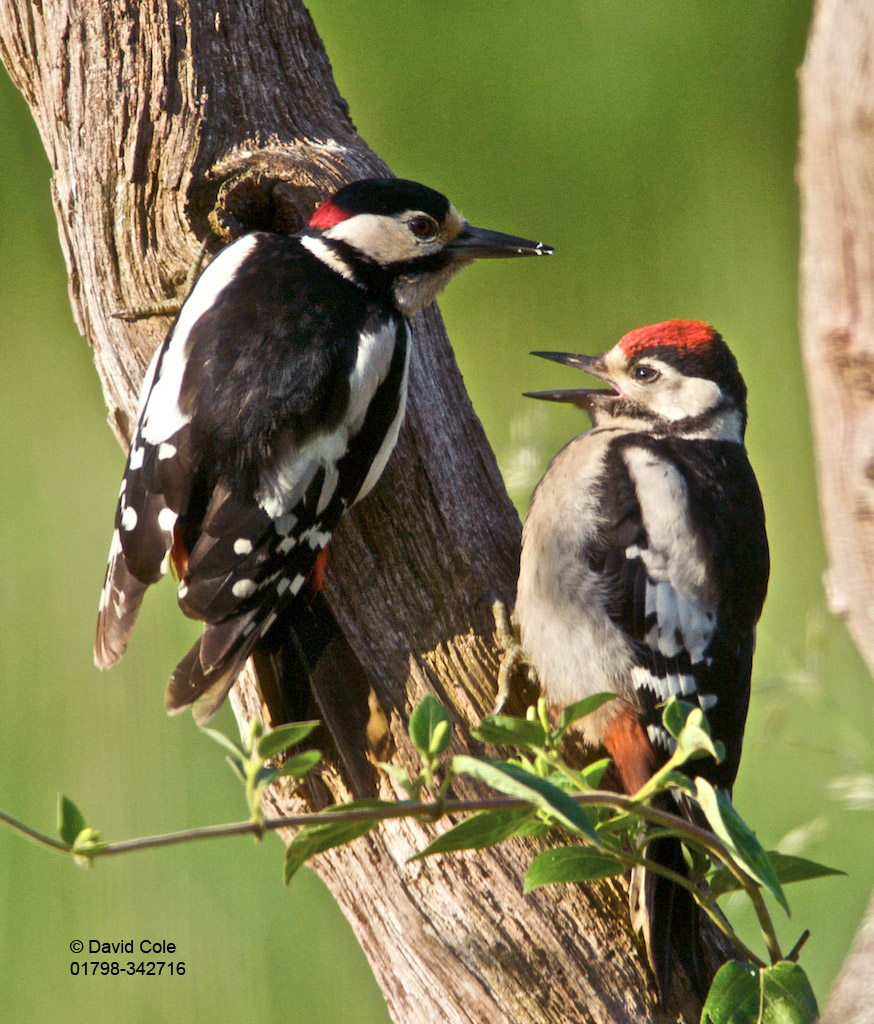 Great Spotted Woodpecker