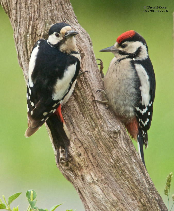 Magpies, Crows, Rooks and Woodpeckers