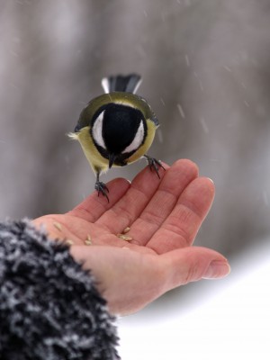 How To Feed Birds