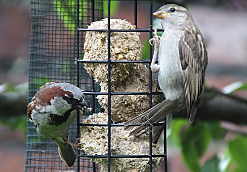 House Sparrow