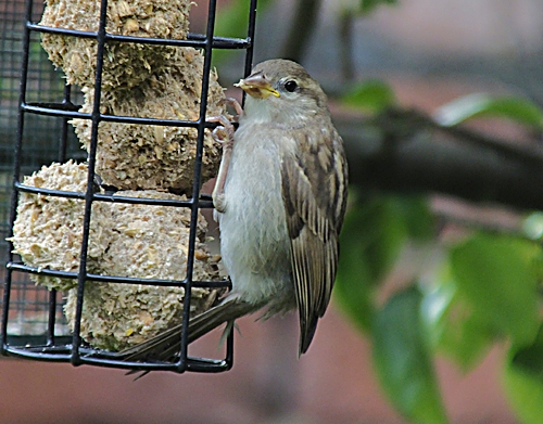 Juv House Sparrow