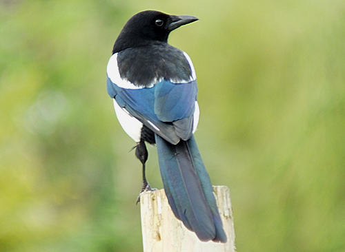 Magpie