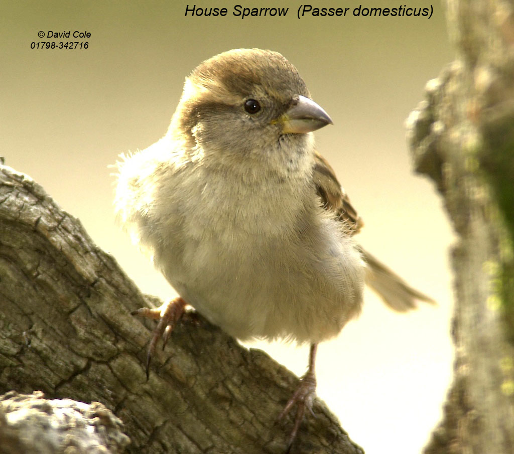 House Sparrow