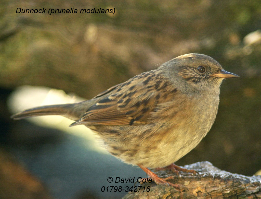 House Sparrow