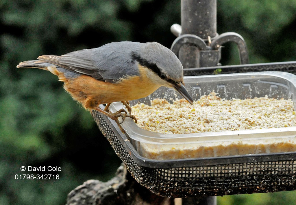 Nuthatch