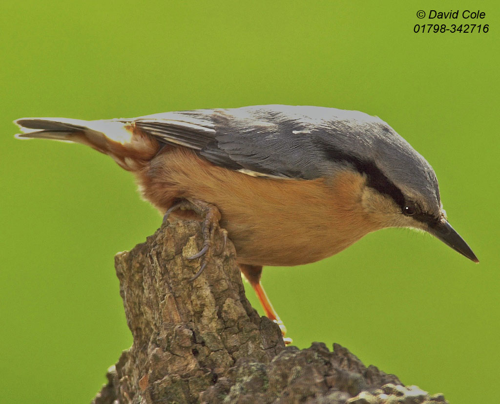 Nuthatch