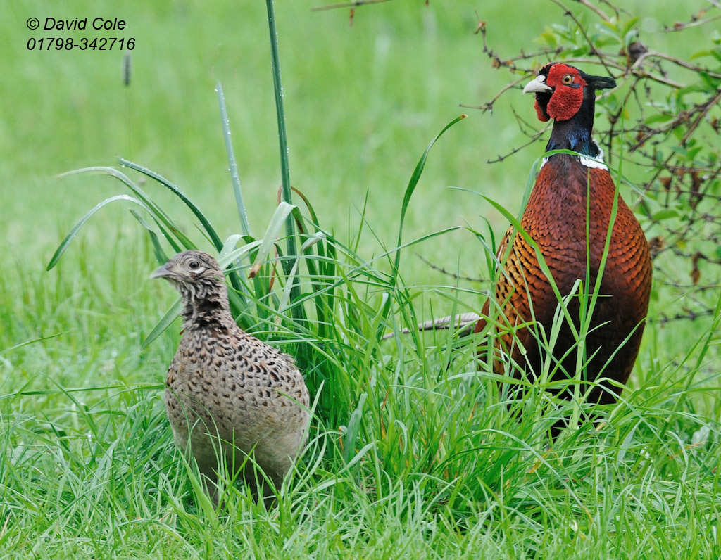 Pheasant