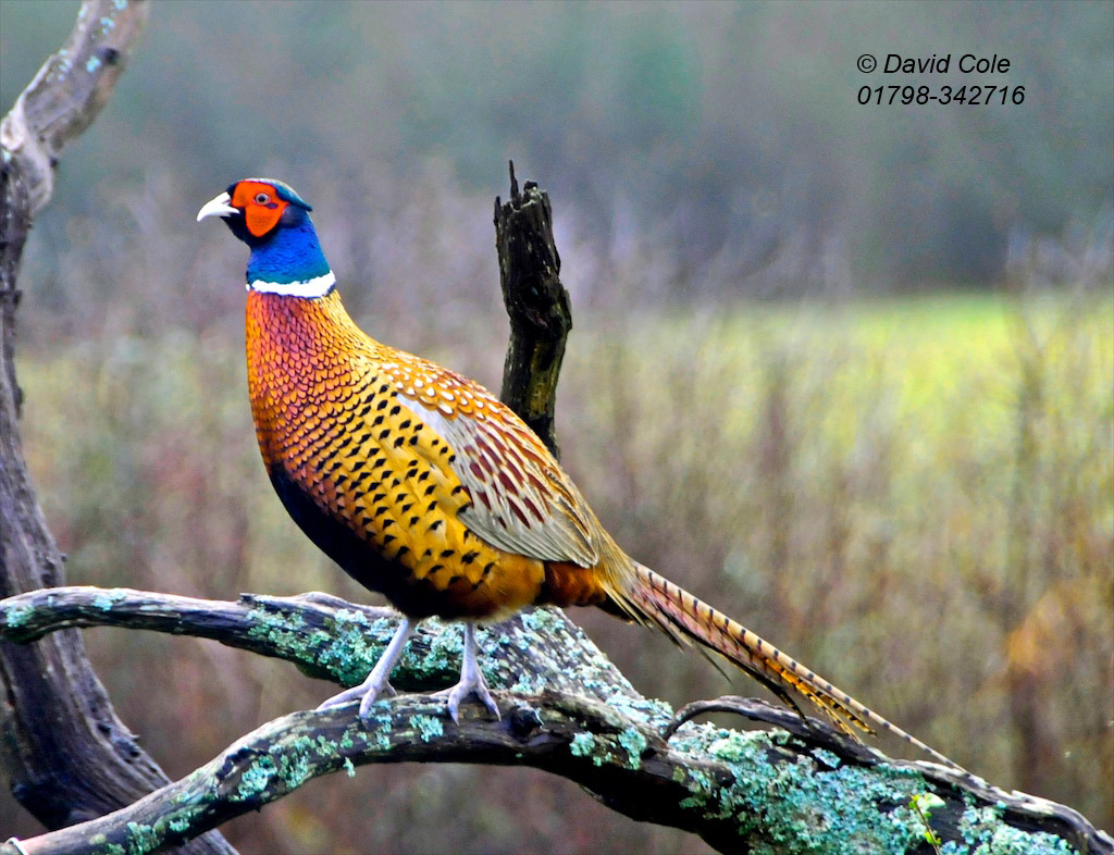 Pheasant