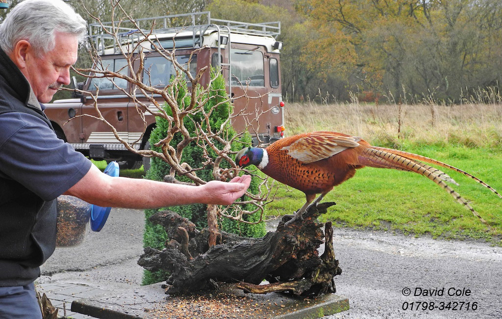 Pheasant