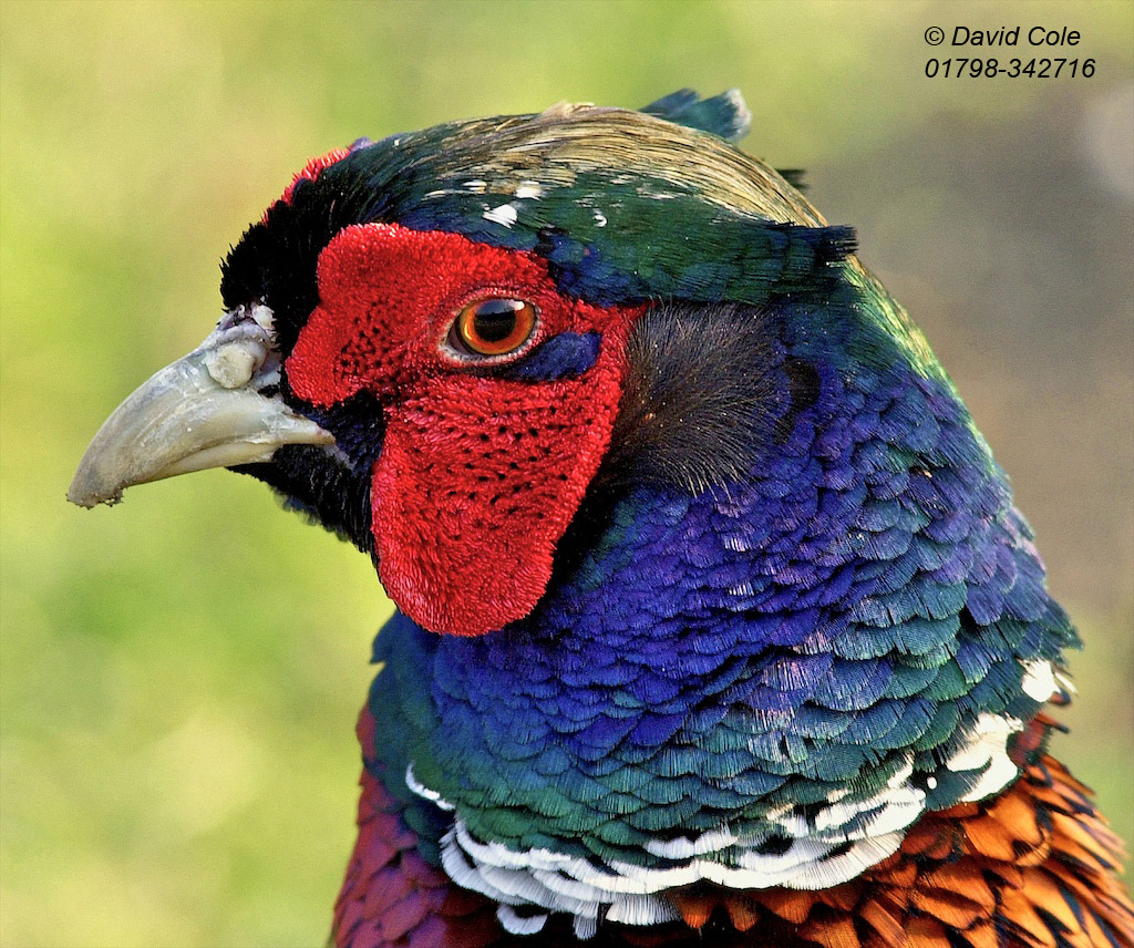 Pheasant