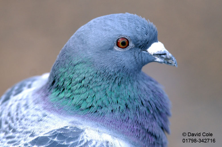 Wood Pigeons By David Cole