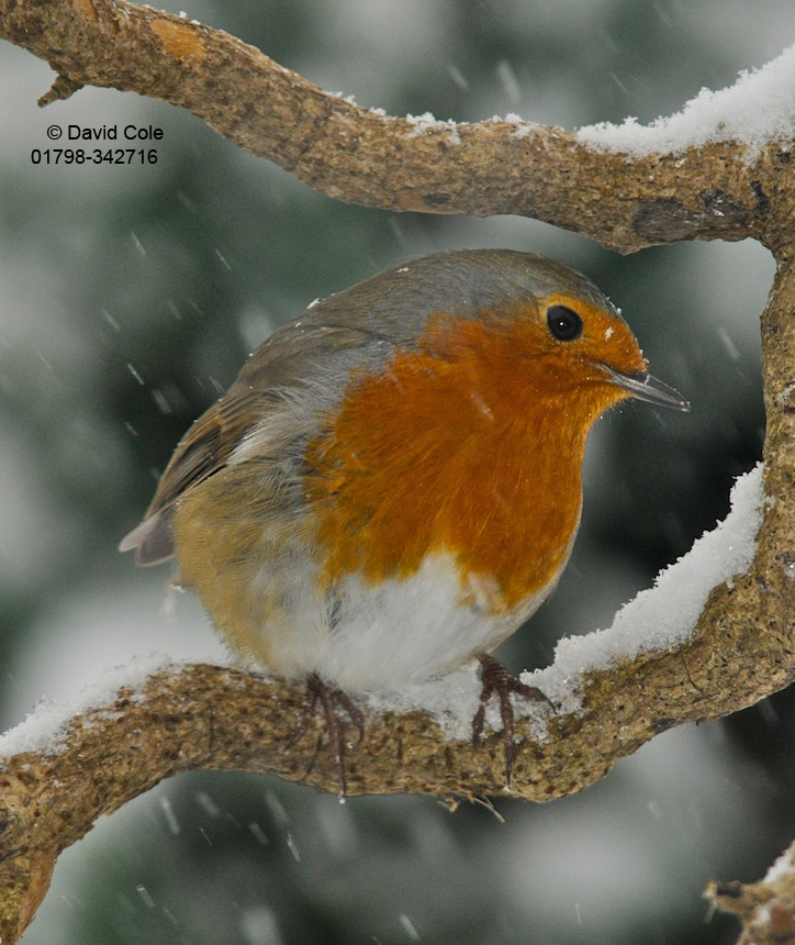 Robin in winter