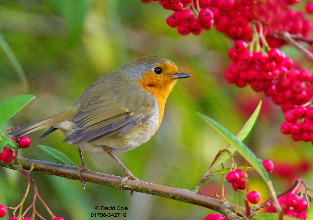 Robin feeding berries on the hedges