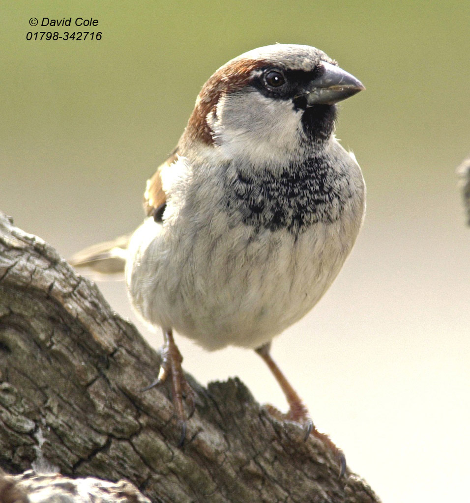 House Sparrow