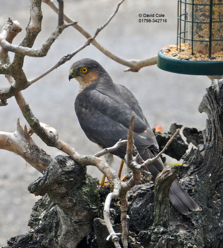 Who are the villains of the bird table?