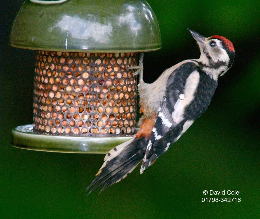 Great Spotted Woodpecker