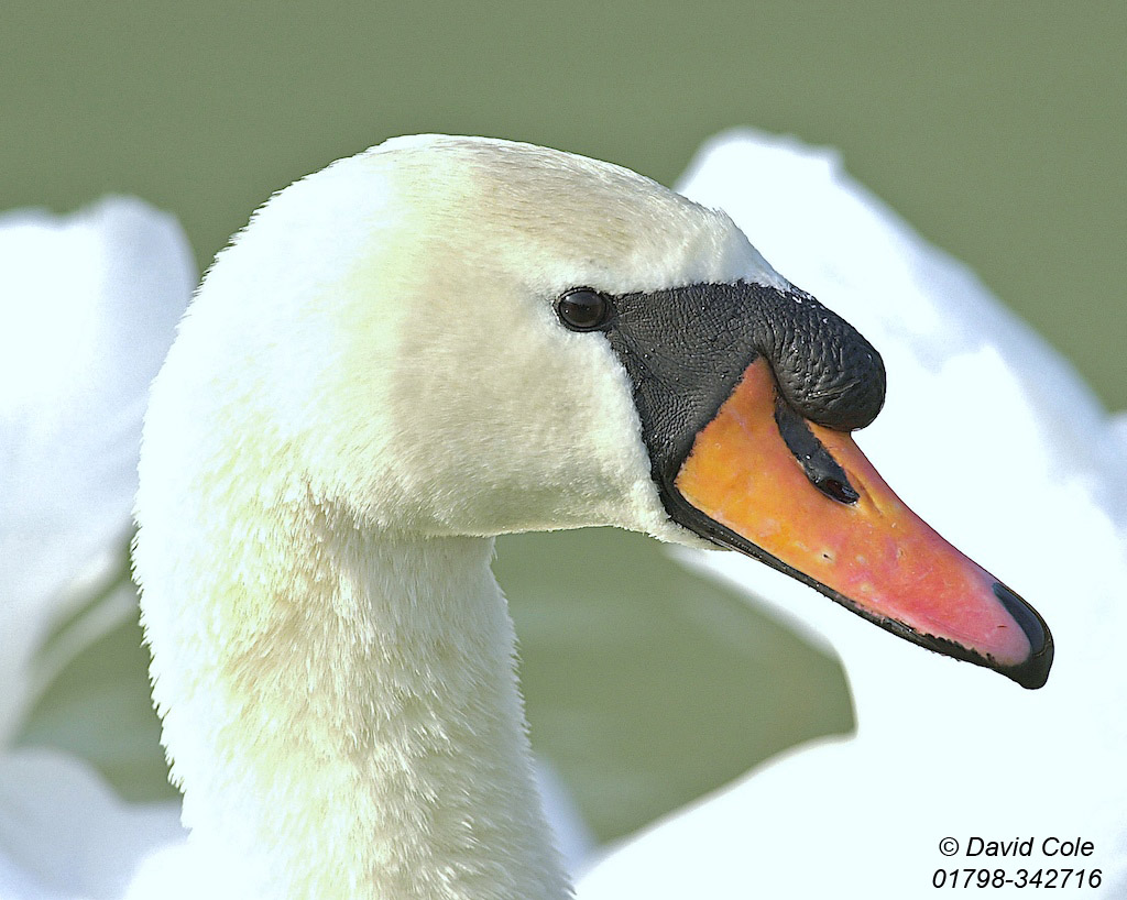 Swan