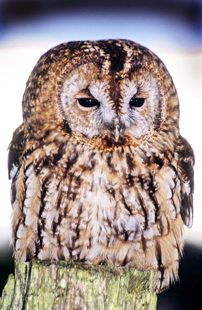 Tawny Owl